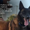 Dastan tiene ocho años y es un pastor belga malinois. Desde cachorro, su familia ha sido el Cuerpo Oficial de Bomberos de Bogotá.