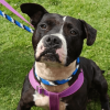 Primer plano de perro negro y blanco con arnés morado y collar azul, sentado sobre césped mientras permanece sujeto con una correa.