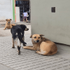 Tres perros permanecen en una calle residencial de Bogotá; dos descansan sobre el andén mientras otro camina entre ellos, en un entorno urbano con viviendas, locales comerciales y tránsito peatonal del sector.