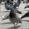 Grupo de palomas camina sobre superficie adoquinada en plaza pública de Bogotá.