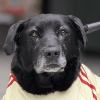 Perro negro adulto con correa observa a la cámara sentado en una calle de la ciudad de Bogotá.
