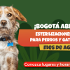 Pieza gráfica con perro y gato y texto que dice: “¡Bogotá abre 12.000 esterilizaciones gratuitas para perros y gatos durante el mes de agosto! Conozca lugares y horarios aquí”.