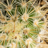 Detalle de cactus con espinas radiales densas y textura verde iluminada natural