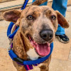 Primer plano de perro atigrado con arnés azul y morado, de pie sobre piso de piedra, mirando a la cámara mientras es sujetado con correa en un espacio urbano.