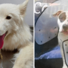Perra husky siberiano y perro pitbull víctimas de violencia.