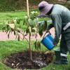 Trabajador del Jardín Botánico riega árbol recién plantado durante labores de recuperación de zonas verdes en Bogotá.
