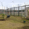 Árboles nativos recién plantados junto a cancha deportiva en el Parque El Tunal durante jornada de restauración ambiental.