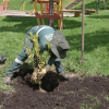 Trabajador del Jardín Botánico de Bogotá realiza siembra de árbol durante jornada de rescate arbóreo y recuperación ambiental en espacio público de la ciudad.