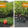 Foto que muestra personas limpiando el Humedal Jaboque en Bogotá.