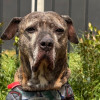 Astra Milagros, perrita pitbull de 15 años adoptada en Bogotá, posa en zona verde tras encontrar un nuevo hogar.