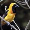 Ave amarilla y negra posada sobre una rama entre vegetación, con plumaje amarillo brillante en cabeza y pecho, alas oscuras y pico negro.