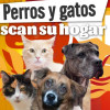 Portal “Perros y gatos buscan su hogar” para reportar y encontrar animales perdidos en Bogotá, con imágenes de perros y gatos.