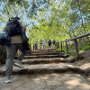 Personas ascienden por el sendero peatonal de Monserrate en Bogotá, recorriendo escalones rodeados de vegentación.