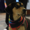Imagen de un perrito de color negro con café que lleva en su cuello una pañoleta roja.