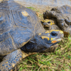 Foto de dos tortugas en una zona verde en Bogotá.