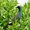 Tingua azul entre la vegetación de un humedal de Bogotá, ave migratoria que encuentra refugio temporal en los ecosistemas acuáticos del Distrito.