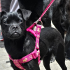 Foto de un perro negro con una pechera rosada 