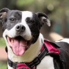 Perro blanco y negro con arnés rosado en un parque. El animal de compañía aparece en primer plano sobre un fondo desenfocado de zonas verdes.