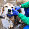 Personal veterinario atiende a un perro de compañía durante operativo de rescate en el barrio La Gloria Oriental en la localidad de San Cristóbal en Bogotá.