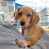 Perro cachorro en los brazos de una mujer.