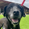 Perro negro de edad avanzada con arnés, en primer plano sobre una zona verde en Bogotá.