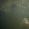 Oso andino y su cría captados por una cámara trampa en un bosque de montaña de La Calera.