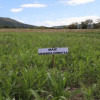 Foto de un cultivo en Cundinamarca
