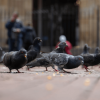 Palomas en la calle comiendo 