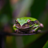 Rana verde de ojos dorados posada sobre una hoja, rodeada de vegetación tropical desenfocada.