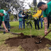 Participantes realizan la siembra de un árbol durante una jornada de recuperación del arbolado joven en la avenida Las Américas