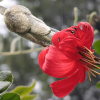 Primer plano de una flor de mutisia de color rojo intenso con largos estambres amarillos, acompañada de un botón floral cubierto de vellosidades.