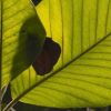 Primer plano de hojas verdes de una magnolia iluminadas por la luz natural.
