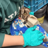 Búho de pequeño tamaño envuelto en una manta azul con dibujos, sostenido por una persona que usa guantes de protección verdes.