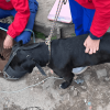 Dos perros con correas y bozal son sujetados por personal de atención animal durante un procedimiento en un sector residencial con superficie de tierra y piedra.