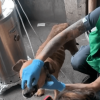 Atención veterinaria a un perro de color café durante un procedimiento de valoración en un espacio interior. Una persona con chaleco verde y guantes azules sostiene al animal junto a un equipo metálico utilizado para atención o tratamiento.