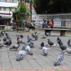 Foto de unas palomas en Bogotá