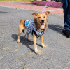 Foto de un perro de la localidad de kennedy 