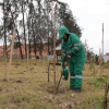 Persona con uniforme verde realiza labores de riego y mantenimiento de árboles jóvenes en un área de restauración ambiental.
