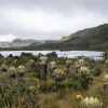Paisaje de vegetación de páramo con frailejones en primer plano, una laguna al fondo y montañas cubiertas de vegetación bajo un cielo nublado.