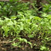 Plántulas verdes en etapa de germinación crecen sobre suelo oscuro y húmedo en una huerta, mostrando brotes tiernos agrupados y vegetación desenfocada al fondo.