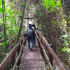 Persona caminando por un sendero peatonal de madera con barandas metálicas, rodeado de vegetación densa y árboles en el humedal La Conejera.