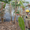 Incendio forestal de baja altura en una zona con árboles y vegetación; se observa humo disperso entre los troncos y el suelo cubierto de hojas secas y material vegetal.