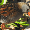 Tingua de pico rojo de plumaje oscuro y cabeza gris, posada sobre una rama entre hojas verdes.