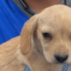 Cachorro de pelaje color beige claro con orejas caídas, observado en primer plano sobre una superficie azul.