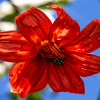 Primer plano de una flor roja con pétalos cubiertos de gotas de agua, iluminada por la luz natural, sobre un fondo desenfocado en tonos azules, blancos y verdes.
