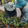 Trabajadores del Jardín Botánico de Bogotá realizan la siembra de arbustos en una jardinera ubicada junto a una vía urbana. En primer plano se observan plantas en bolsas de vivero, herramientas de trabajo y suelo recién acondicionado.