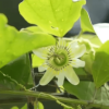 Flor de pasiflora rodeada por hojas verdes iluminadas por la luz natural, con tallos enredados y fondo desenfocado.