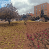 Jardinera con hileras de plantas ornamentales y flores rosadas en una zona verde urbana de Bogotá.