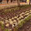 Jardinera urbana delimitada con estacas y malla, sembrada con plantas ornamentales y coberturas vegetales de diferentes especies, ubicada junto a un andén y varios árboles en espacio público.