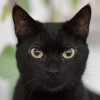 Foto en primer plano de un gato de pelaje negro con ojos claros y orejas erguidas. El animal ocupa el centro de la imagen y aparece sobre un fondo desenfocado en tonos claros y verdes.